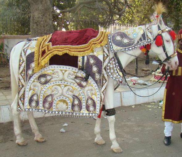 Ghodi Ki - ghodi-img-6
